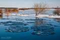 039_Biebrza - marzec 2013